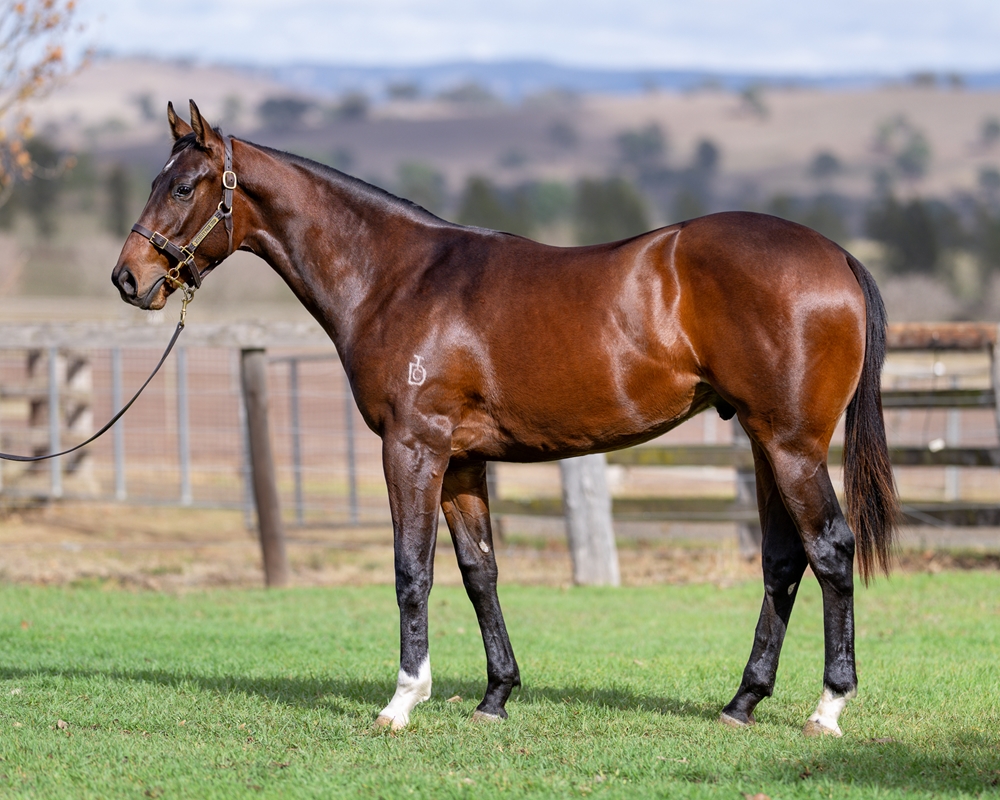 Jacquinot (AUS) / Champagne Dame (AUS) 2024 Colt - Image 1