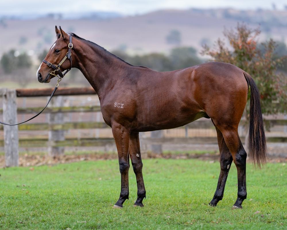 Russian Revolution (AUS) / Divine Diosa (AUS) 2024 Colt - Image 1