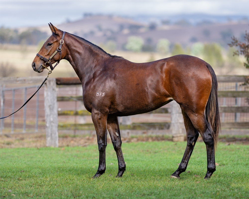 Invader (AUS) / Strezzl (AUS) 2024 Filly - Image 1