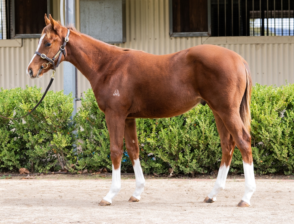 Jacquinot (AUS) / Kodiqueen (IRE) 2025 Colt - Image 1