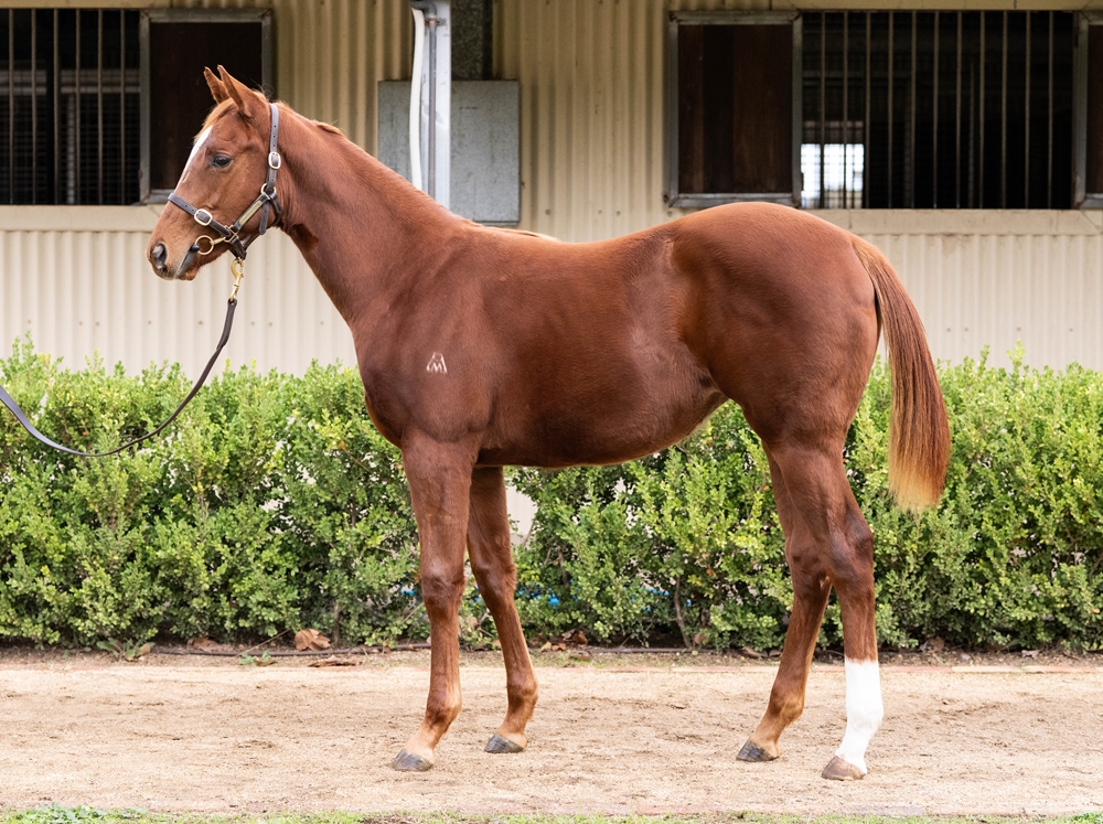 Anamoe (AUS) / Major Wager (AUS) 2025 Filly - Image 1