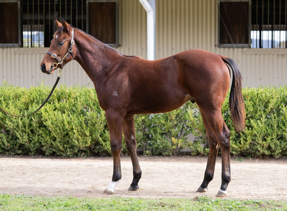 Hellbent (AUS) / Marly (FR) 2025 Colt - Image 1