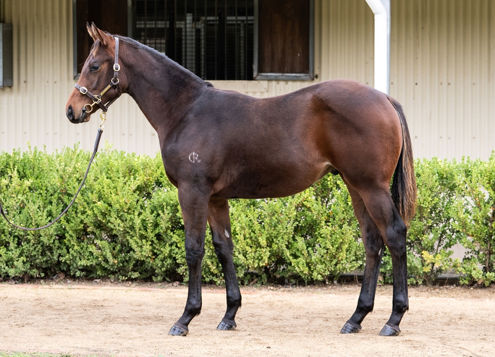 Ozzmosis (AUS) / Mauretania (AUS) 2025 Colt - Image 1