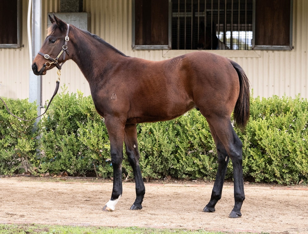 Stay Inside (AUS) / Pacific Horizon (AUS) 2025 Colt - Image 1