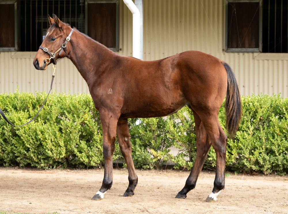 Zousain (AUS) / Piempurr (AUS) 2025 Colt - Image 1