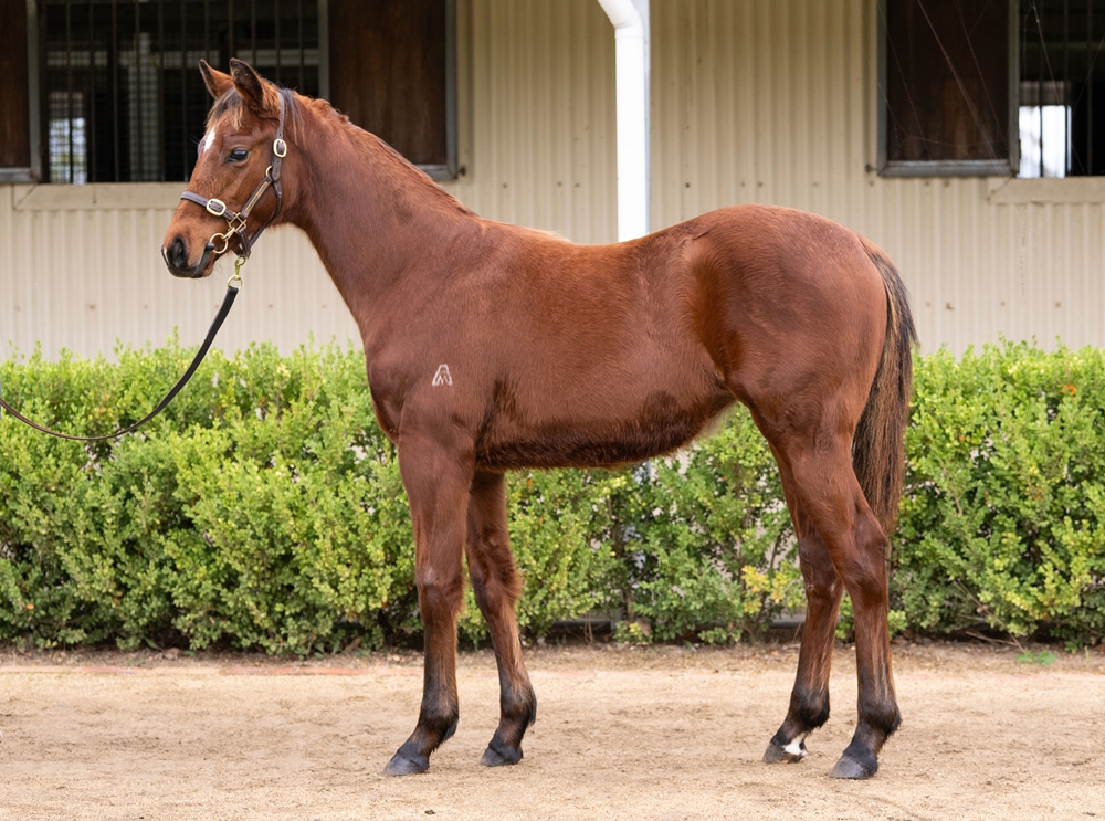 Bivouac (AUS) / She Goes to Rio (NZ) 2025 Filly - Image 1