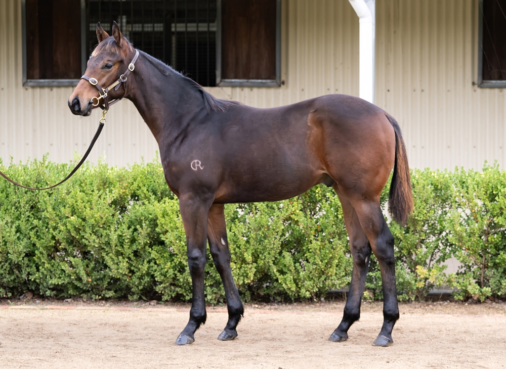 Pride of Dubai (AUS) / Sivvy (AUS) 2025 Colt - Image 1