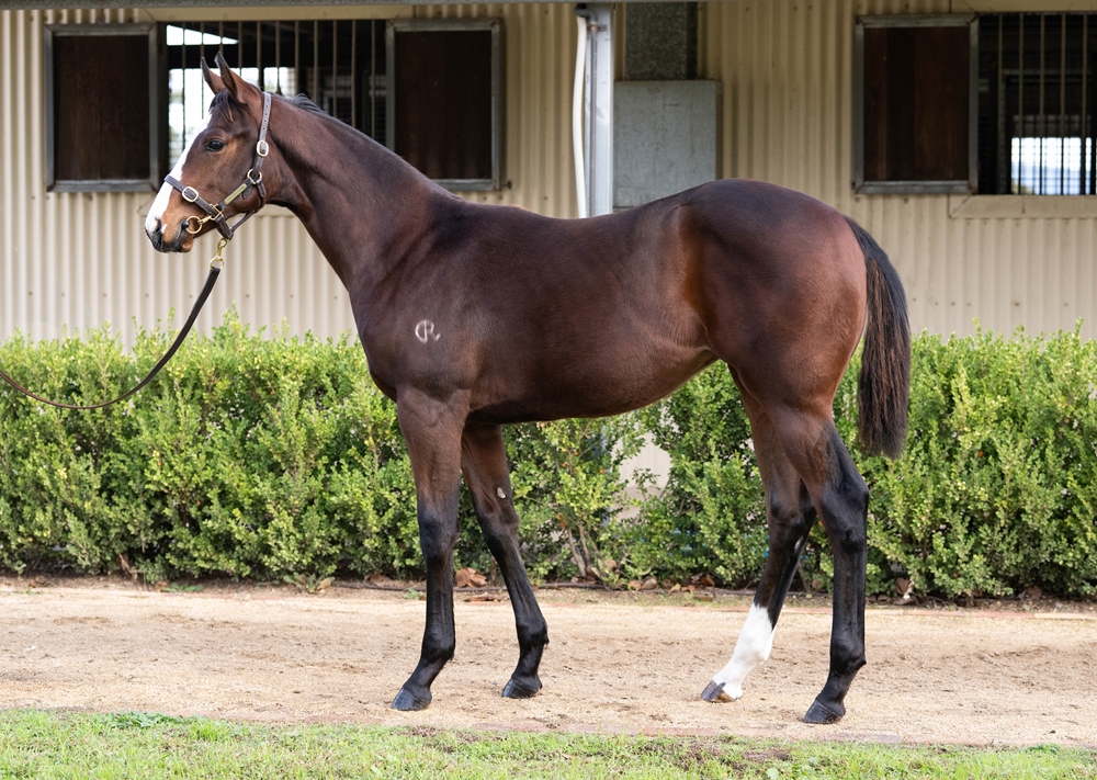 Best of Bordeaux (AUS) / Sonoma (AUS) 2025 Filly - Image 1