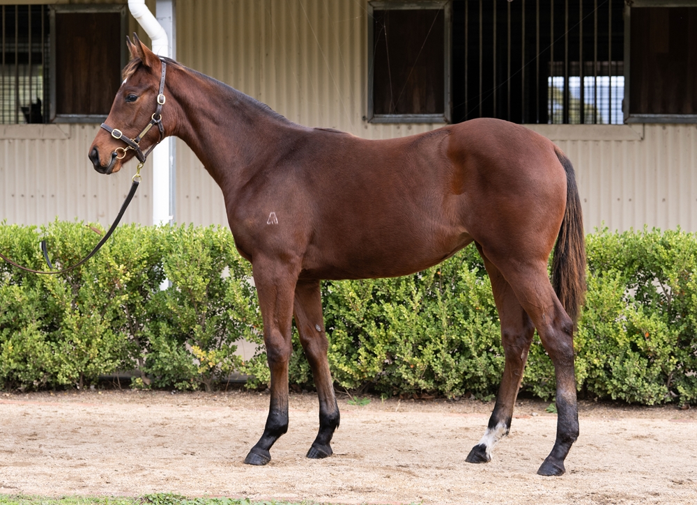 Jacquinot (AUS) / Swertemo (AUS) 2025 Filly - Image 1