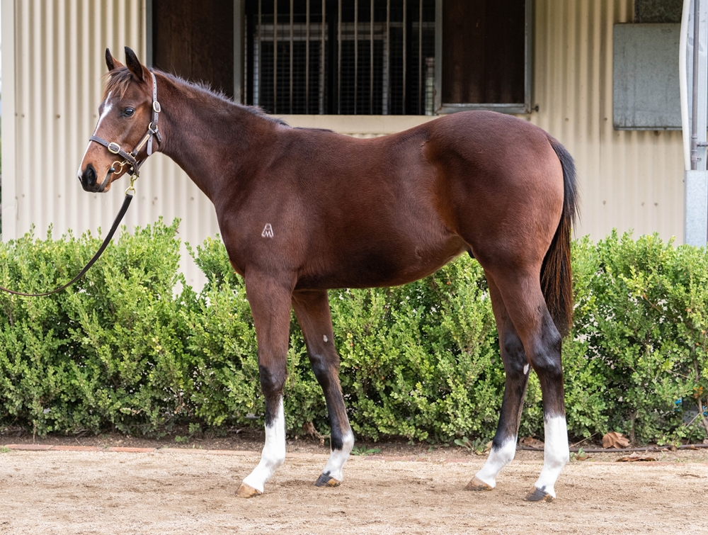 Hellbent (AUS) / Tallulah Rose (GB) 2025 Colt - Image 1