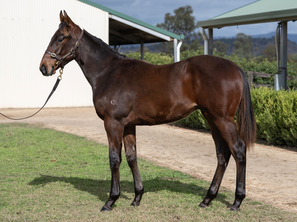 Zousain (AUS) / Valdostana (AUS) 2025 Colt - Image 1