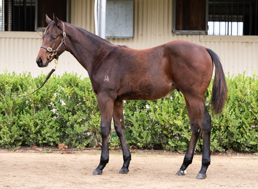 Pierro (AUS) / Zanzibar Gem (AUS) 2025 Colt - Image 1