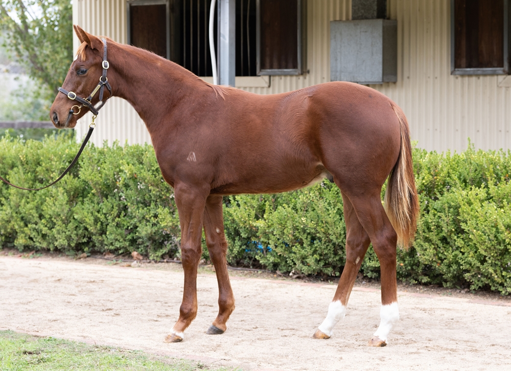 Shinzo (AUS) / Bundle of Fun (AUS) 2025 Colt - Image 1