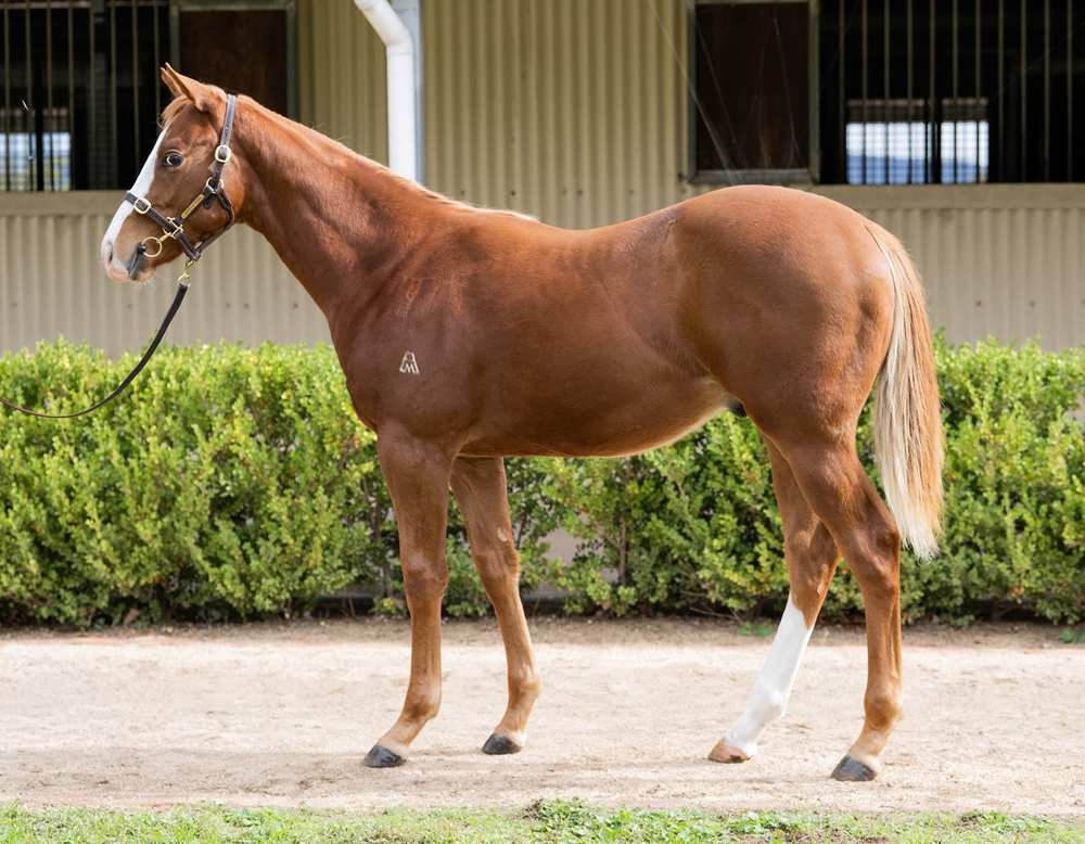 Brave Smash (JPN) / Charity Spirit (AUS) 2025 Colt - Image 1