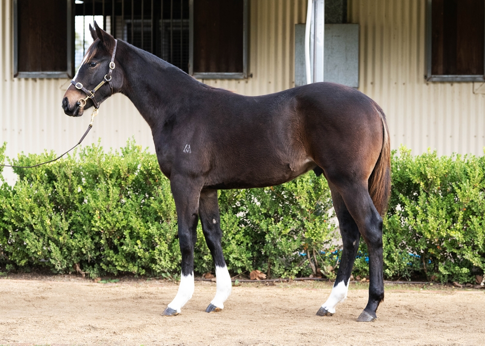 So You Think (NZ) / Evening Star (AUS) 2025 Colt - Image 1