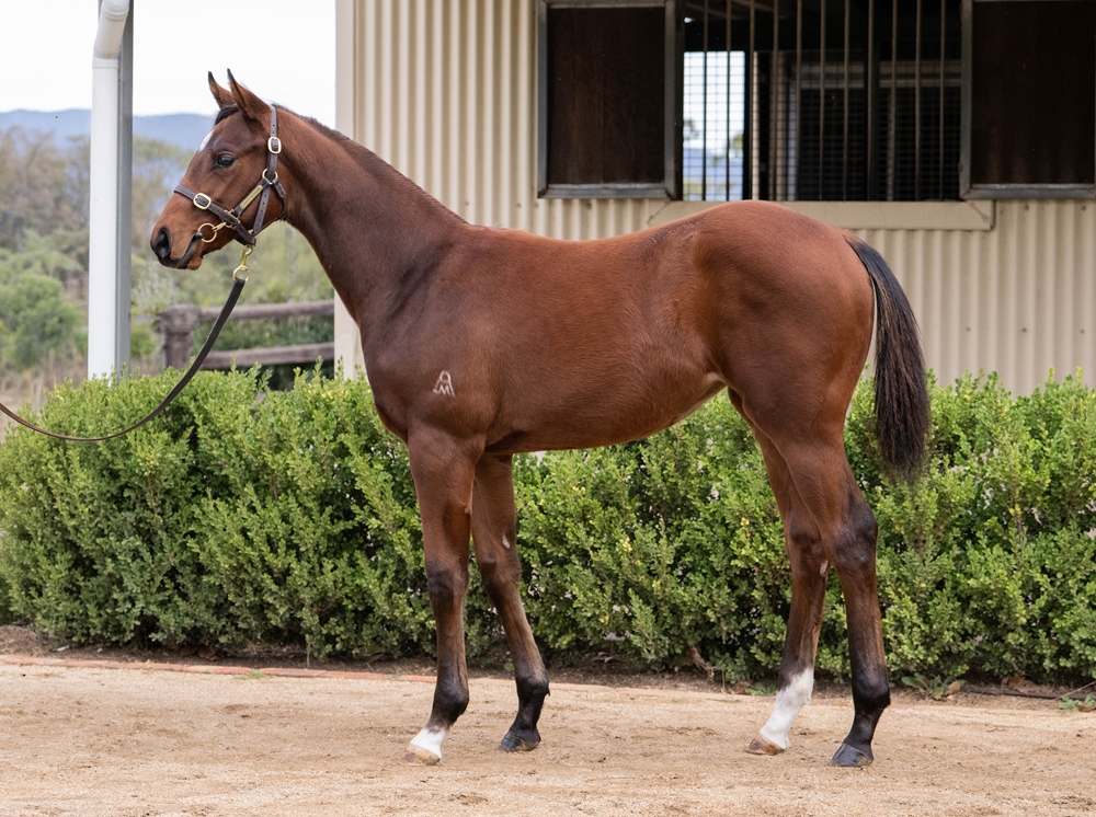 Starspangledbanner (AUS) / Federosa (NZ) 2025 Filly - Image 1
