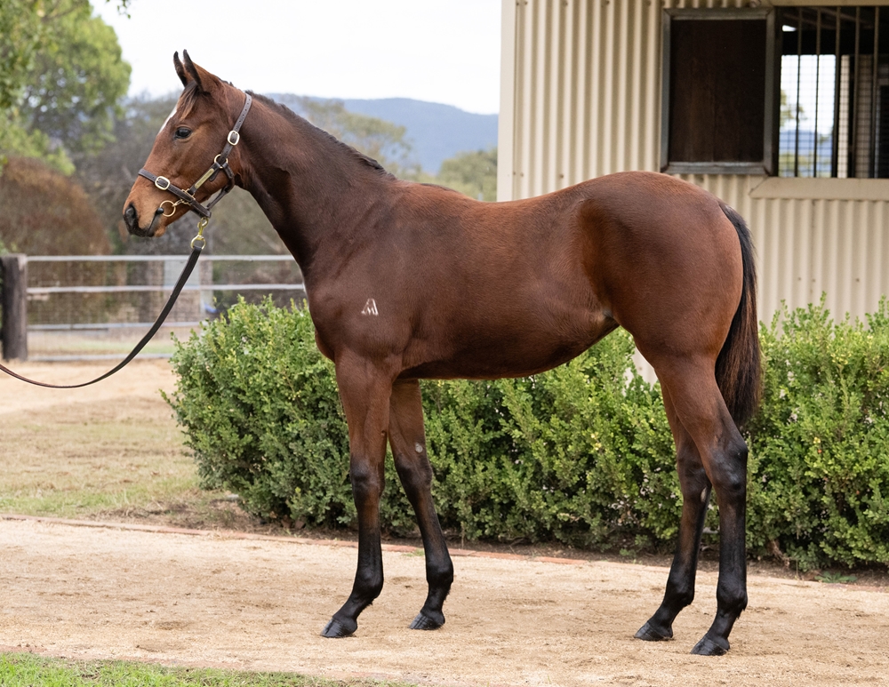 Hellbent (AUS) / Goolagong Rose (AUS) 2025 Filly - Image 1