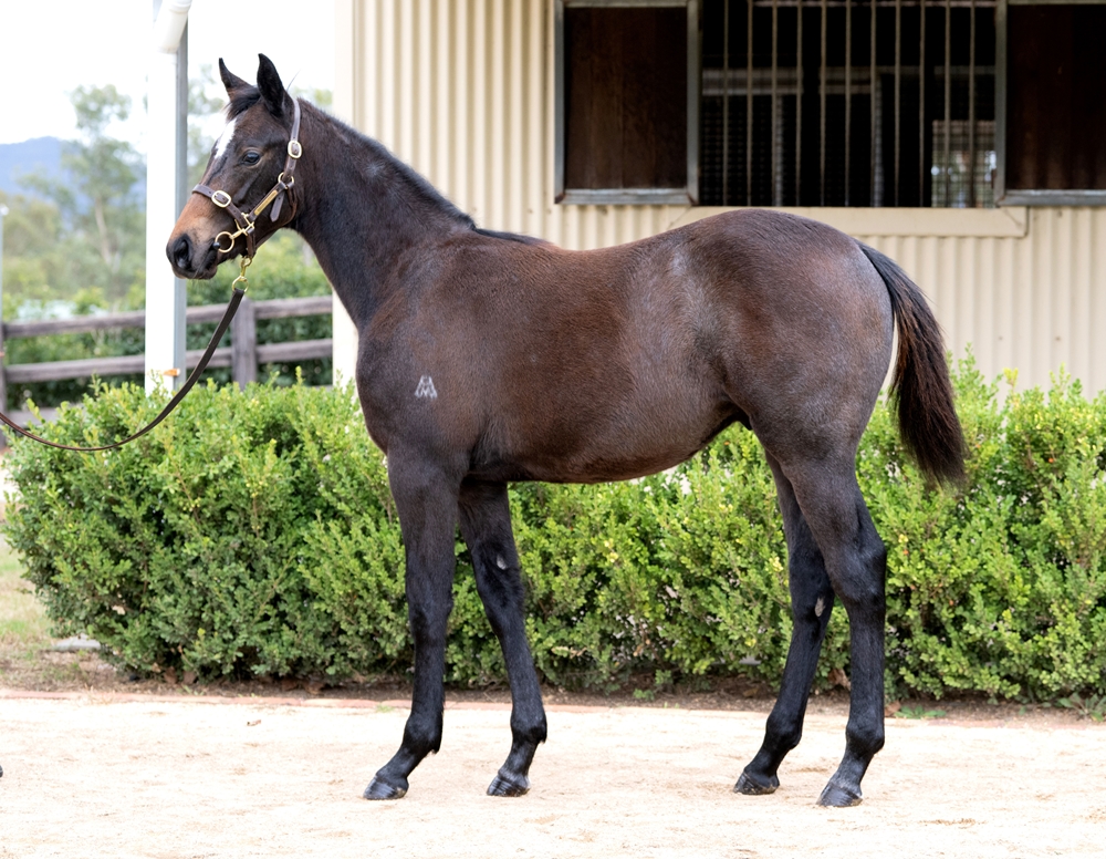 Home Affairs (AUS) / Grey Shadow (IRE) 2025 Colt - Image 1
