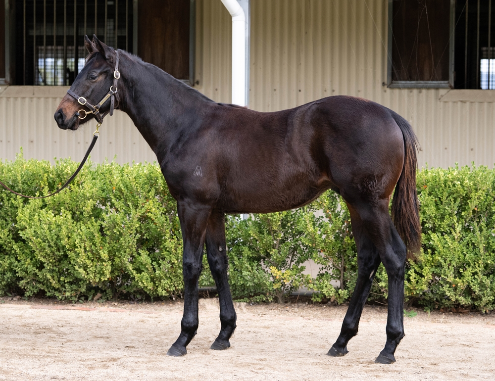 Ole Kirk (AUS) / Happy Hannah (AUS) 2025 Colt - Image 1