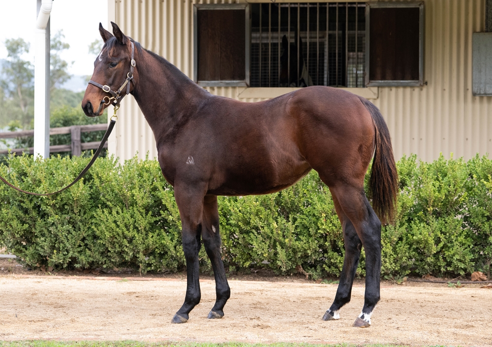 Alabama Express (AUS) / Healing Oasis (FR) 2025 Filly - Image 1
