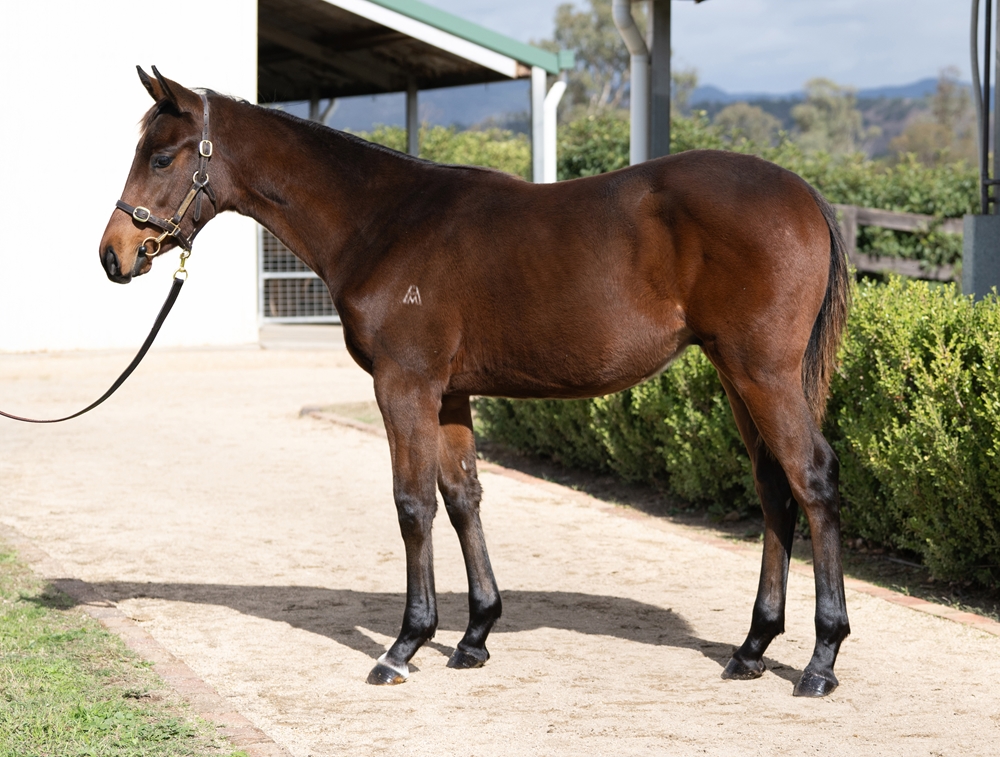 Exceedance (AUS) / Jennifilo (AUS) 2025 Colt - Image 1