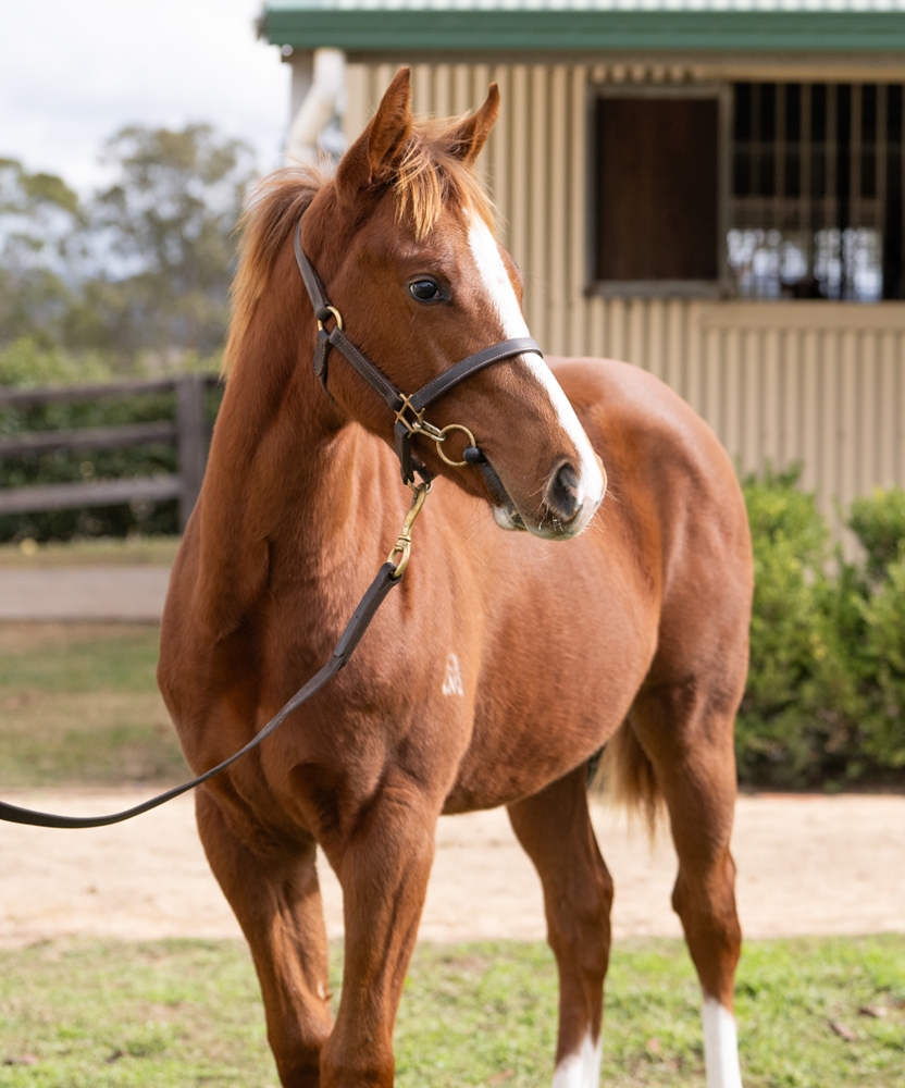 Jacquinot (AUS) / Kodiqueen (IRE) 2025 Colt - Image 2