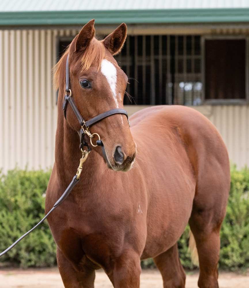 Anamoe (AUS) / Major Wager (AUS) 2025 Filly - Image 2