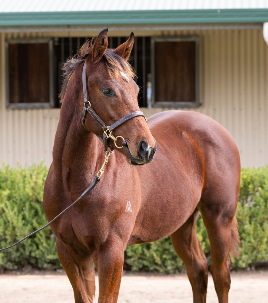 Hellbent (AUS) / Marly (FR) 2025 Colt - Image 2