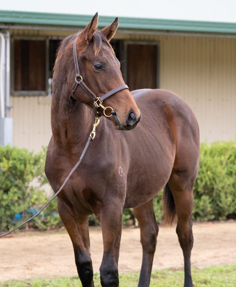 Ozzmosis (AUS) / Mauretania (AUS) 2025 Colt - Image 2
