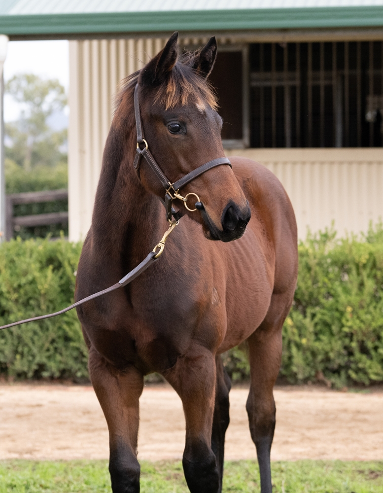 Stay Inside (AUS) / Pacific Horizon (AUS) 2025 Colt - Image 2