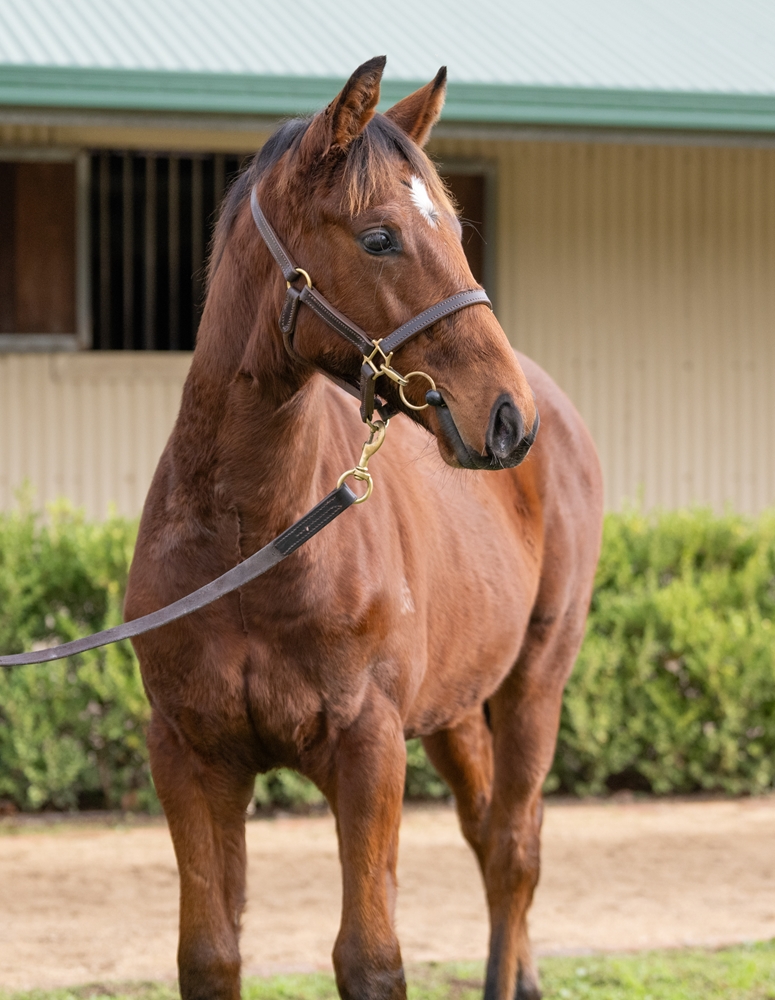 Zousain (AUS) / Piempurr (AUS) 2025 Colt - Image 2