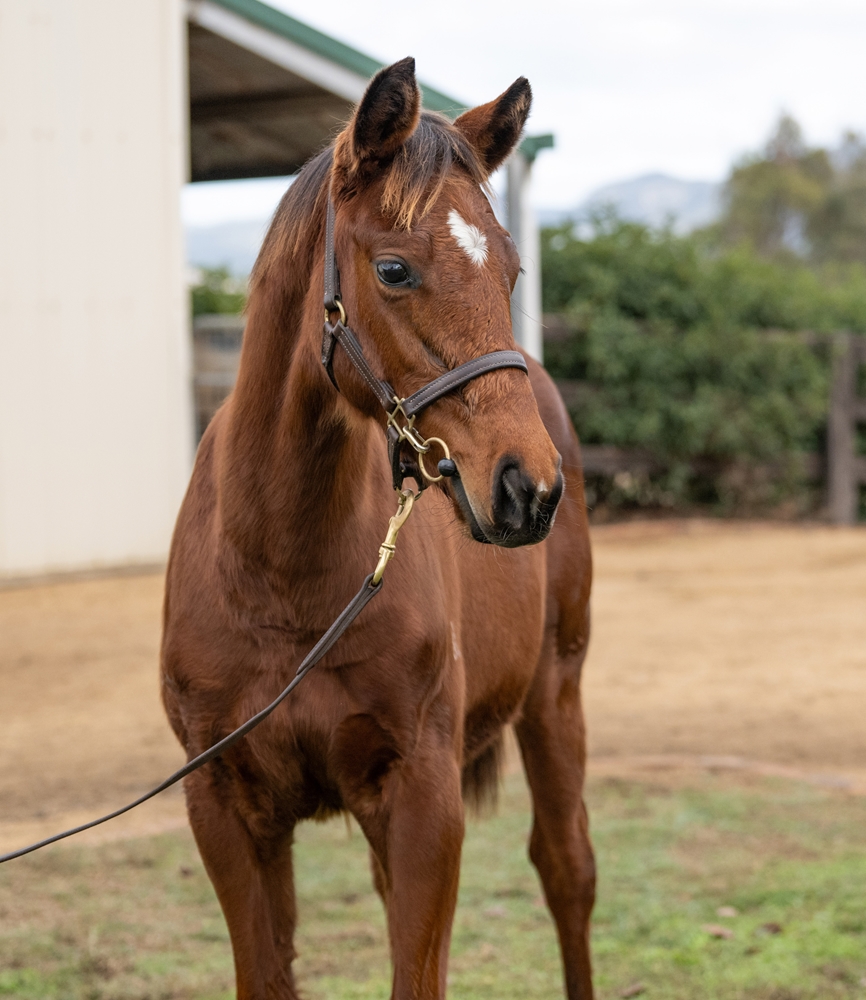 Bivouac (AUS) / She Goes to Rio (NZ) 2025 Filly - Image 2