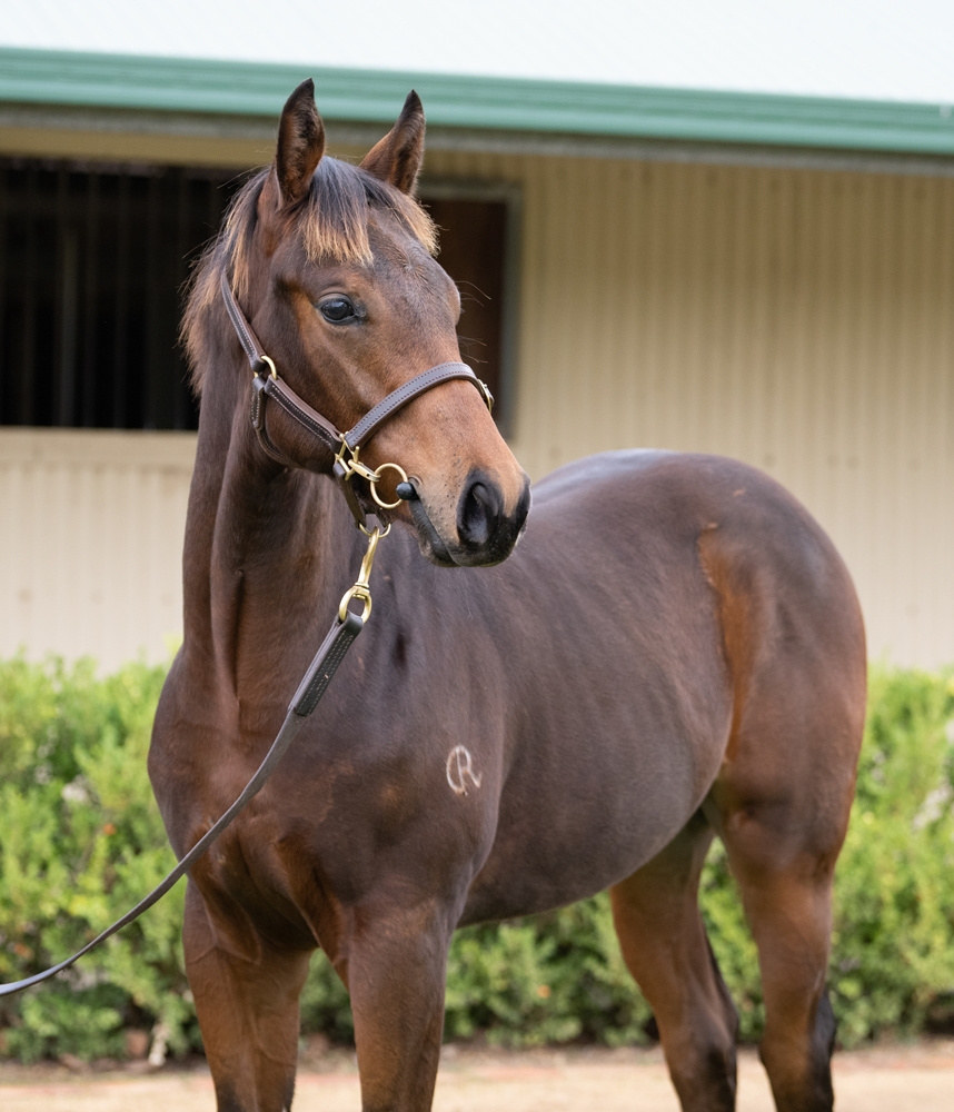 Pride of Dubai (AUS) / Sivvy (AUS) 2025 Colt - Image 2