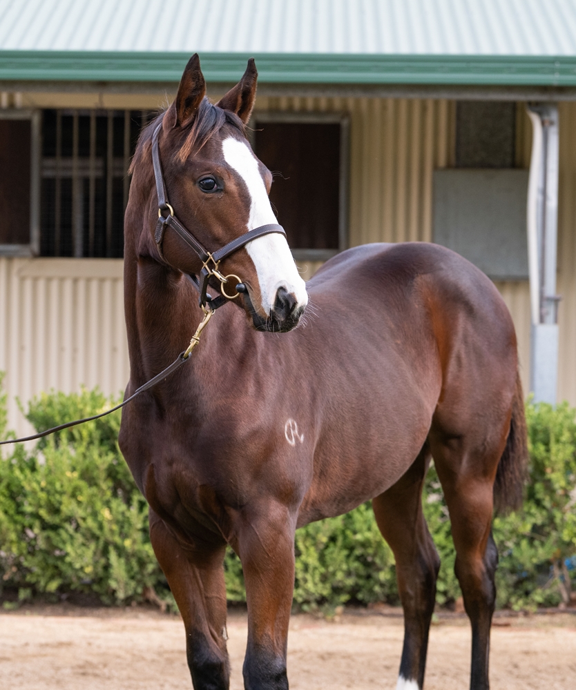 Best of Bordeaux (AUS) / Sonoma (AUS) 2025 Filly - Image 2