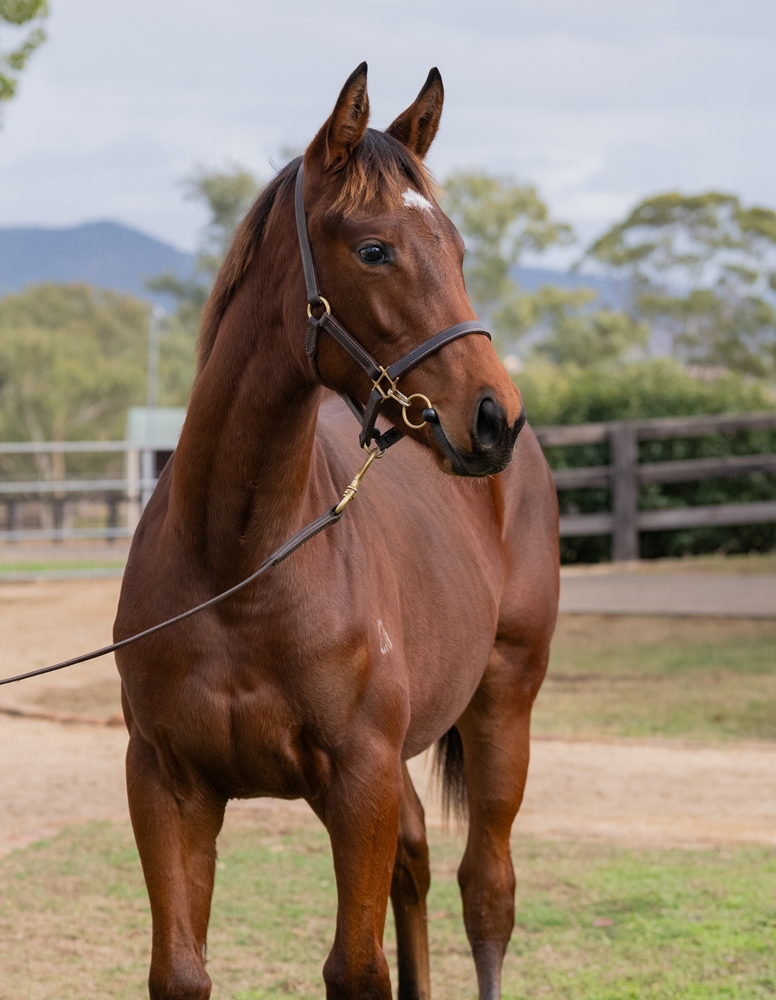 Jacquinot (AUS) / Swertemo (AUS) 2025 Filly - Image 2