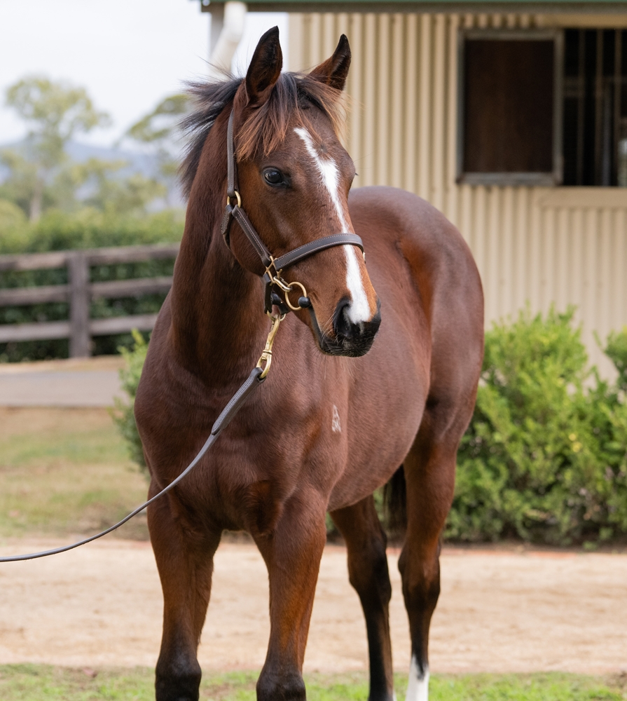 Hellbent (AUS) / Tallulah Rose (GB) 2025 Colt - Image 2