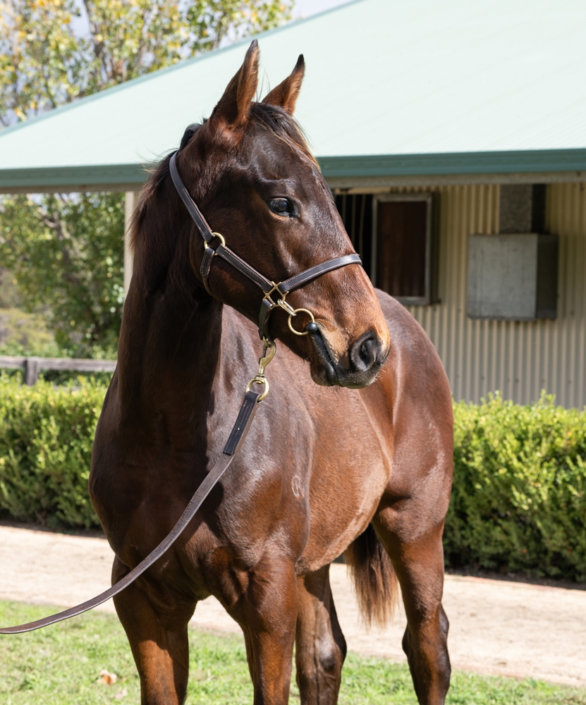 Zousain (AUS) / Valdostana (AUS) 2025 Colt - Image 2