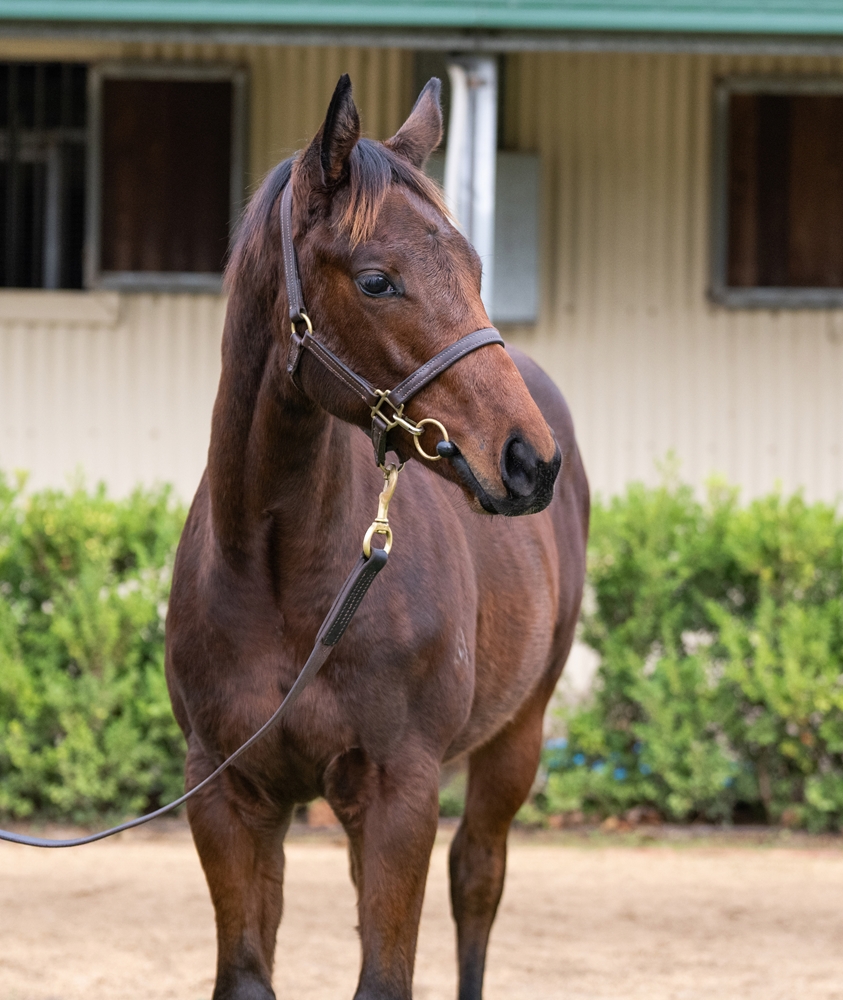 Pierro (AUS) / Zanzibar Gem (AUS) 2025 Colt - Image 2