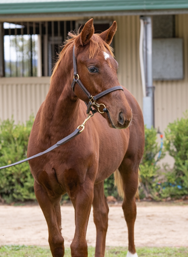 Shinzo (AUS) / Bundle of Fun (AUS) 2025 Colt - Image 2