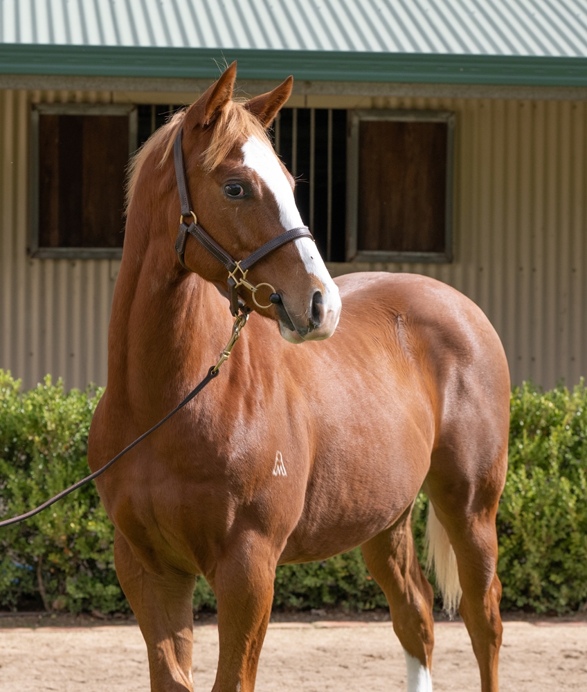 Brave Smash (JPN) / Charity Spirit (AUS) 2025 Colt - Image 2