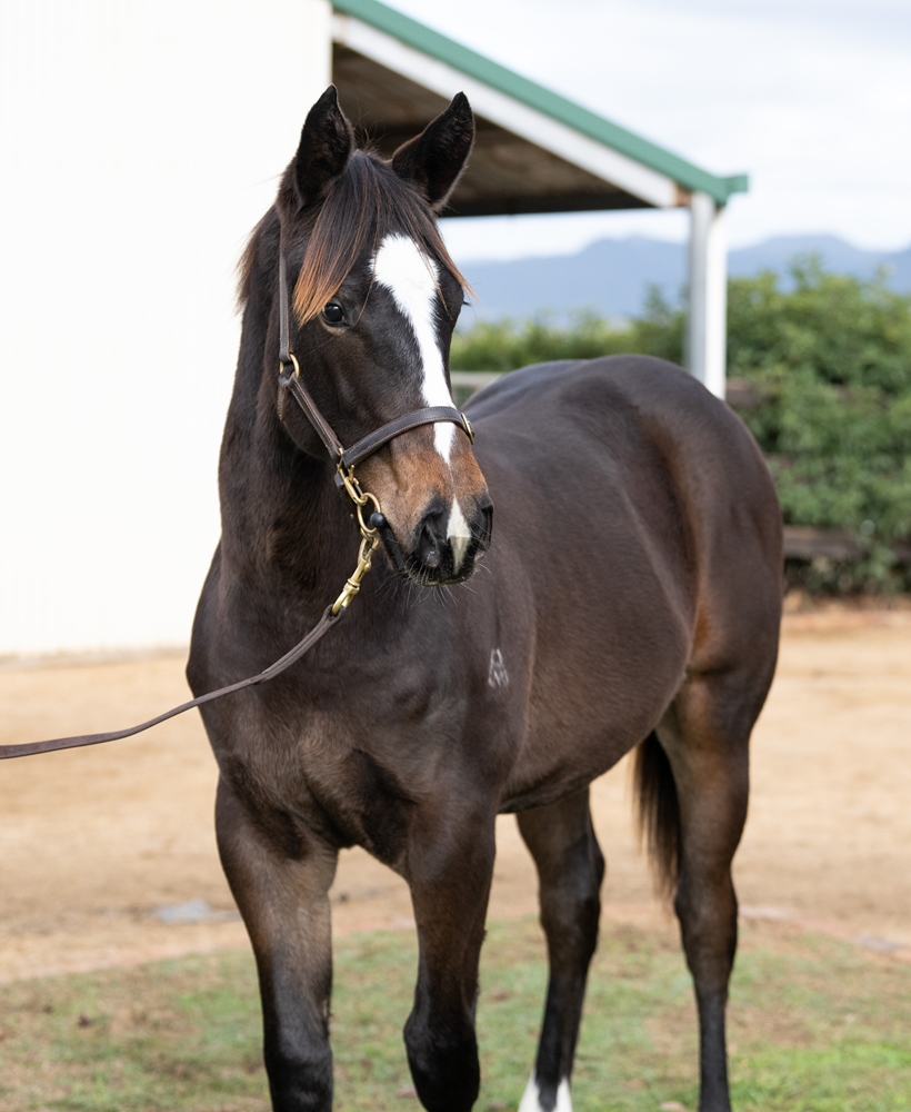 So You Think (NZ) / Evening Star (AUS) 2025 Colt - Image 2