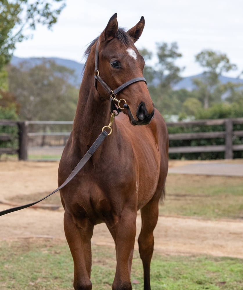 Starspangledbanner (AUS) / Federosa (NZ) 2025 Filly - Image 2