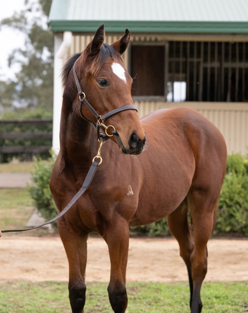 Hellbent (AUS) / Goolagong Rose (AUS) 2025 Filly - Image 2