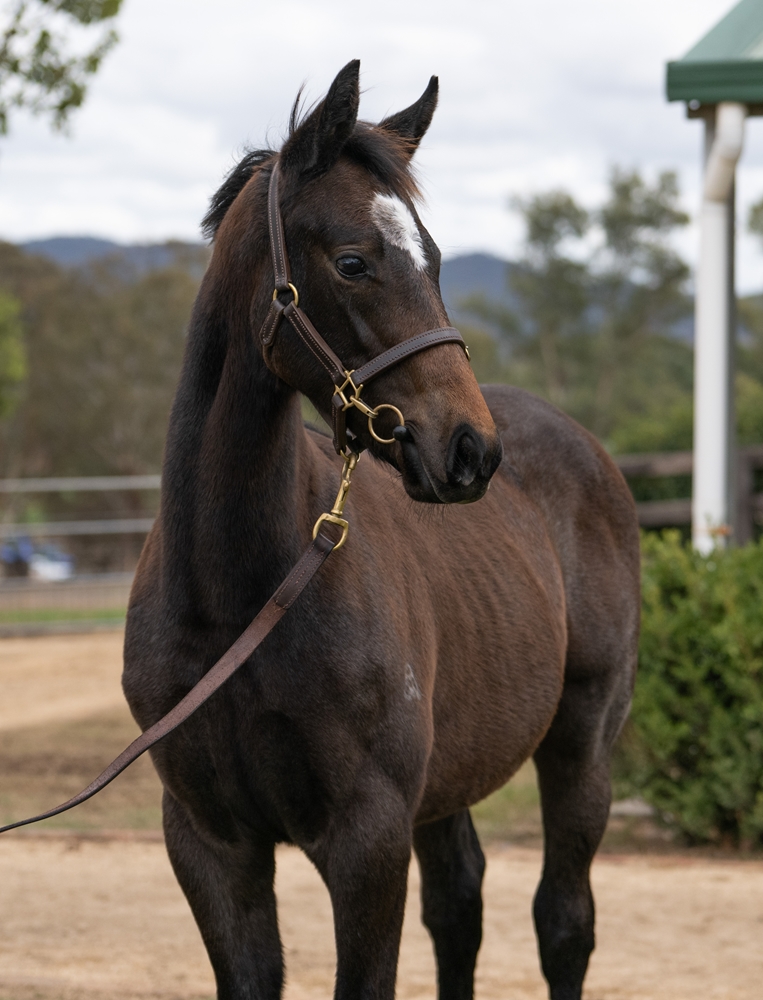 Home Affairs (AUS) / Grey Shadow (IRE) 2025 Colt - Image 2