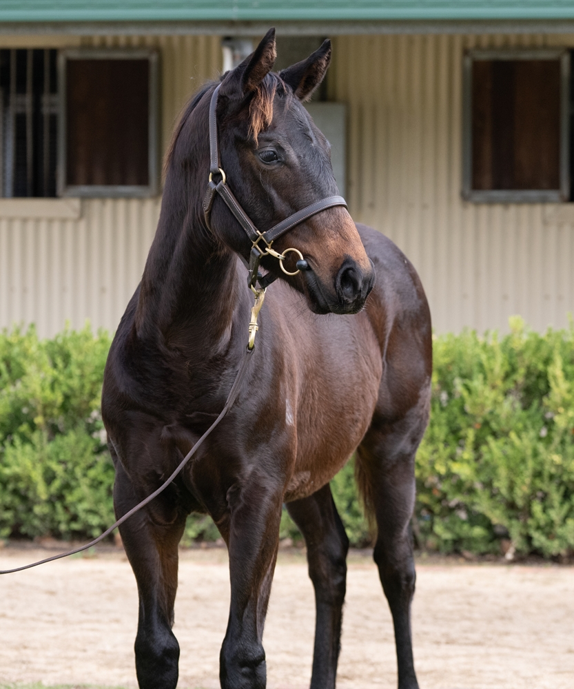 Ole Kirk (AUS) / Happy Hannah (AUS) 2025 Colt - Image 2