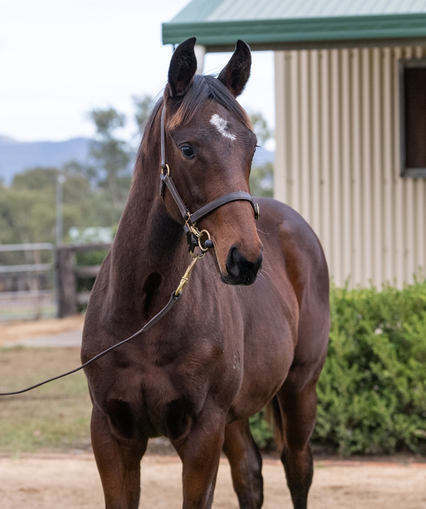 Alabama Express (AUS) / Healing Oasis (FR) 2025 Filly - Image 2