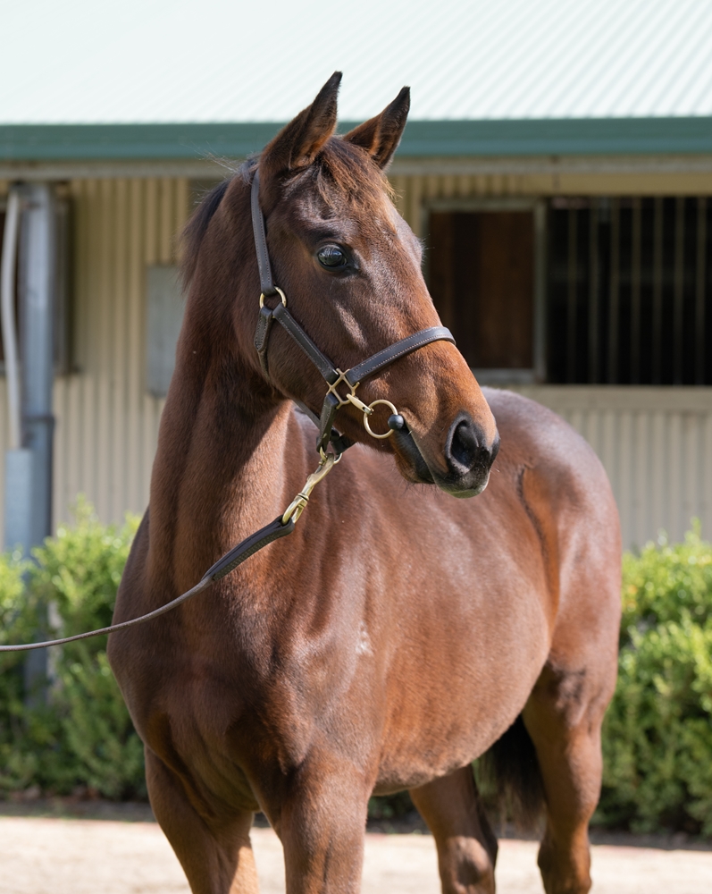 Exceedance (AUS) / Jennifilo (AUS) 2025 Colt - Image 2