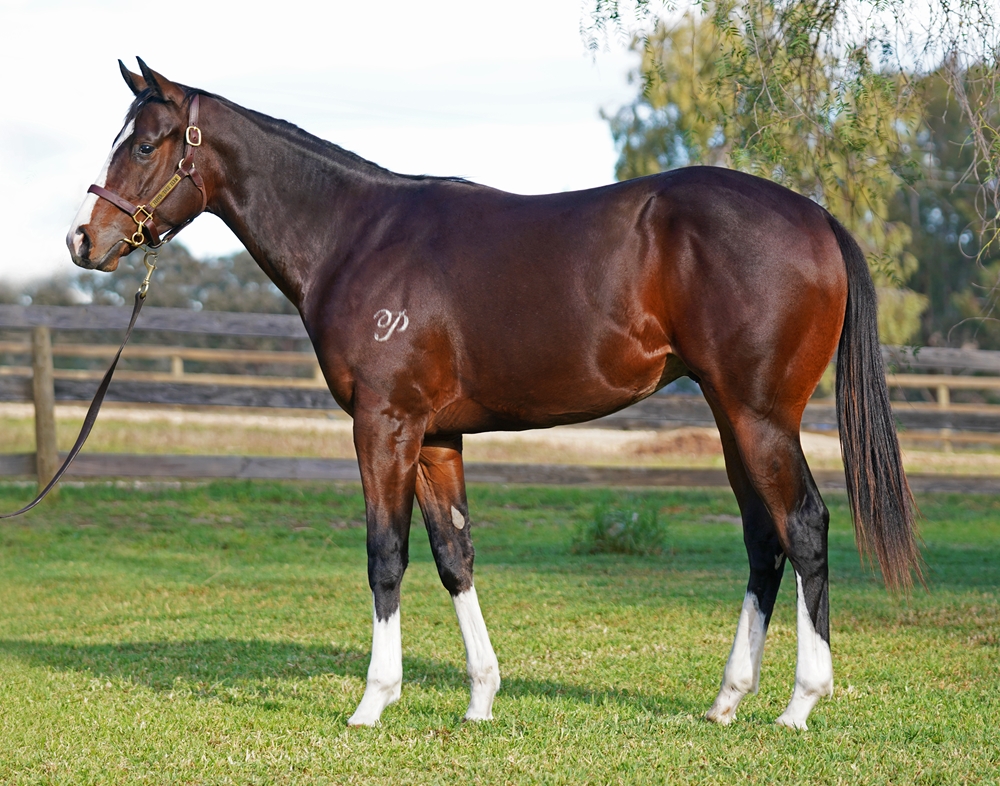 Better Than Ready (AUS) / Condolences (AUS) 2024 Colt - Image 1