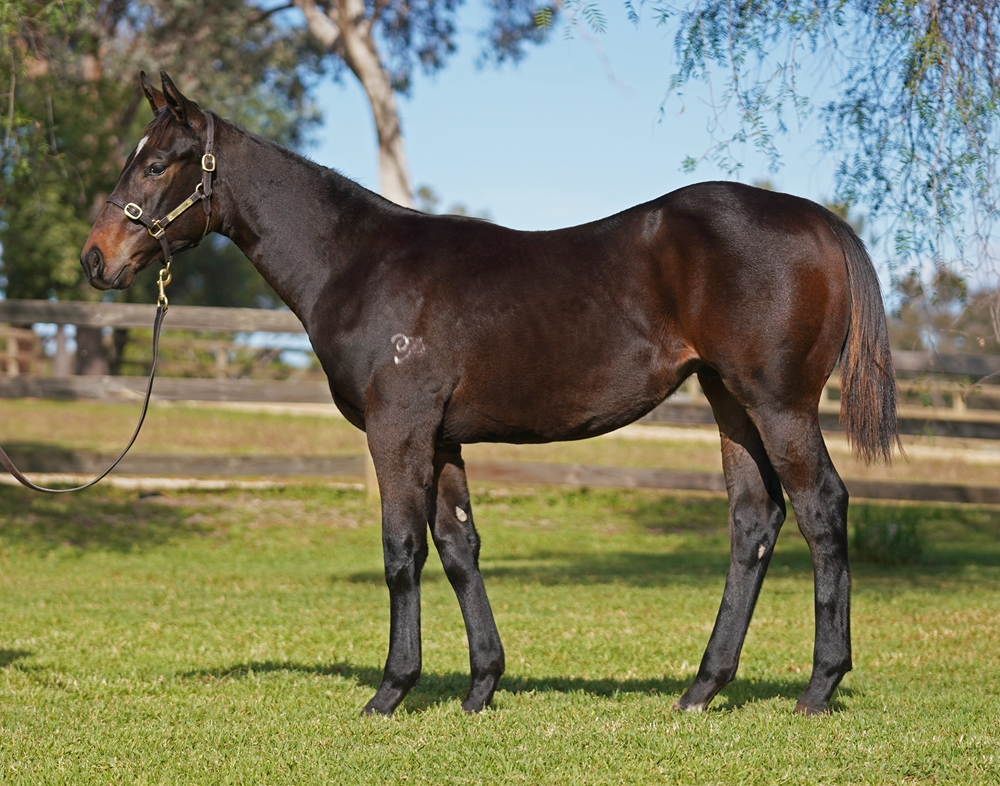 Zousain (AUS) / Miss Valor (AUS) 2025 Colt - Image 1