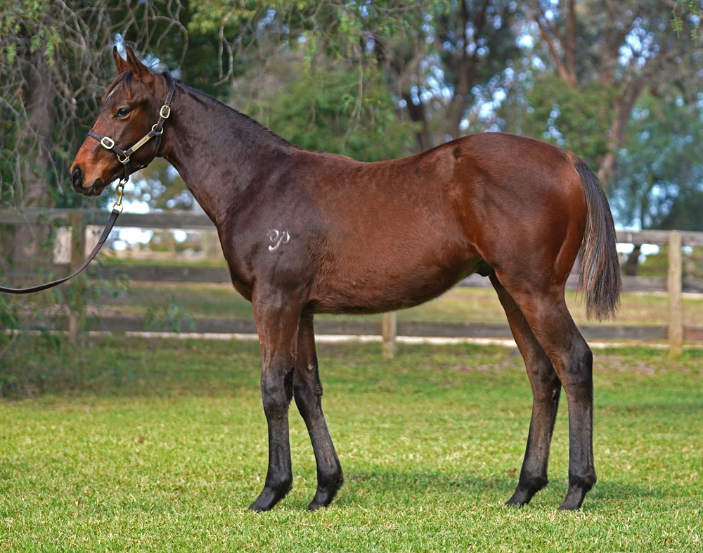 Cosmic Force (AUS) / Justfour (AUS) 2025 Colt - Image 1